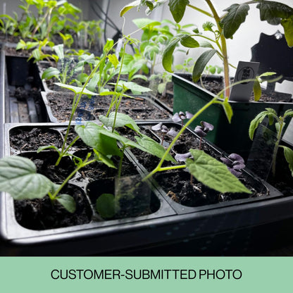 The Hydroponic City Seed Starter Trays, 216-Cell Seedling Starter Trays (36 Trays - 6 Cells Each) + Plant Stakes