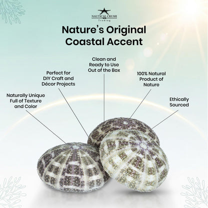 Alfonso Sea Urchins Shells for Air Plants - 3 Alphonse (3-4") Sea Urchin Shells - Hanging Air Plant Holder - Air Plants Live Holders - Air Plant Pot - No Plants Included