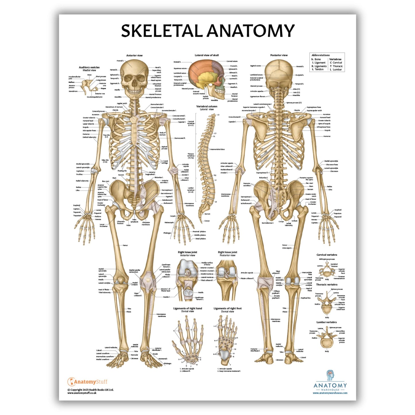 Anatomy Lab Muscular, Skeletal, Ligaments of the Joints, and Spinal Nerves Human Anatomy Poster Set - 4 PACK LAMINATED 17.3 x 22.5 Inches, Body System Bundle, Anatomy and Physiology