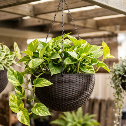LaLaGreen Bundle- 3 Pack, 11 Black + 3 Pack, 11 Inch Brown Self Watering Hanging Plastic Basket Rattan Style Round Plant Flower Pots with Water Level Indicator Balcony Porch Modern Indoor Garden Decor