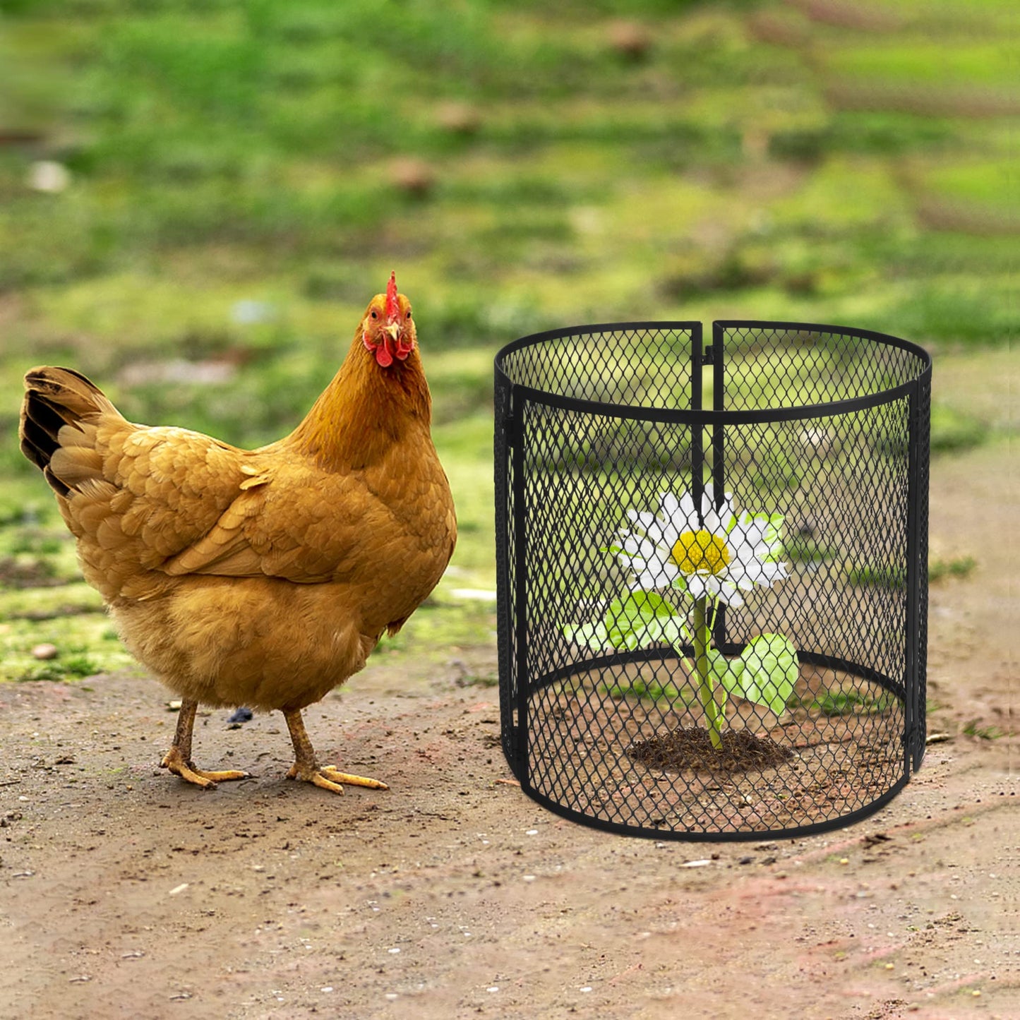 4 Pack Metal Plant Cage Protectors from Animals-11.8 x 11.8 Inch Garden Plant Protector - Sturdy Bunny Barricades Chicken Wire Cloche Plant Protectors for Keeping Bunny Animals Out