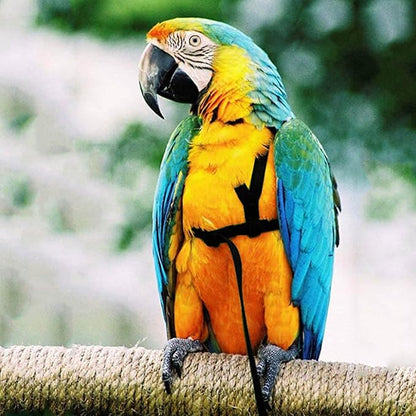 2 pcs Pet Parrot Bird Harness and Leash, Adjustable Training Design Anti-Bite, Outdoor Flying Training Rope Kit for Bird Parrots Fits Birds Chest Between46-76cm /18.11-29.92inch - XL (Black)