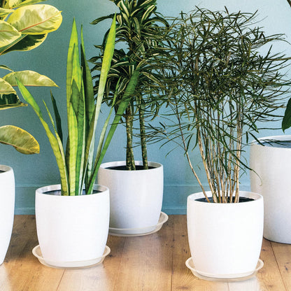 HQAUT 4 6 8 10 12 14 16 18 20 22 Inch Clear Plant Saucer, 5 Pack Durable Plastic Water Catcher Trays for Flower Pots, Plant Drip Trays for Indoor Outdoor Planter(14inch)