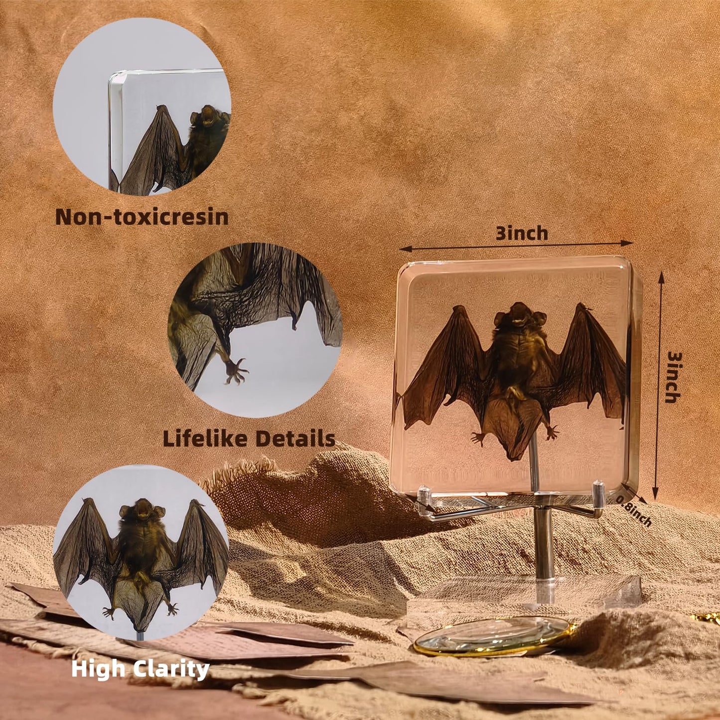 Taxidermy Bat, Real Bat Specimens Animal Specimen in Resin with Acrylic Base Display Stand for Science Classroom Science Education.Gothic Gift for Fans of Taxidermy, Animal Skull, Oddities, Biology