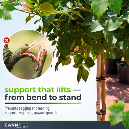 Anchor Bands for Trellising – 70-Pack 8 cm/3.14 in Rubber Vine Ties, UV-Protected Bands: Grapevines, Trees & Climbing Plants – Tool-Free Loop-and-Anchor Design for Install, Weatherproof