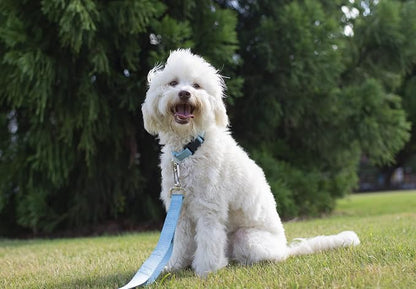 Country Brook Petz - Everyday Nylon Dog Collar and Leash - 10+ Cool Colors (3/8 Inch, 3XS, Ocean Blue)