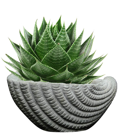 Classic Home and Garden Cement Seashell Planter, Cute Desk Decoration or Gift – Shell Planter w Drain Plug – Succulent Plant Pot for Indoor/Outdoor Beach Décor