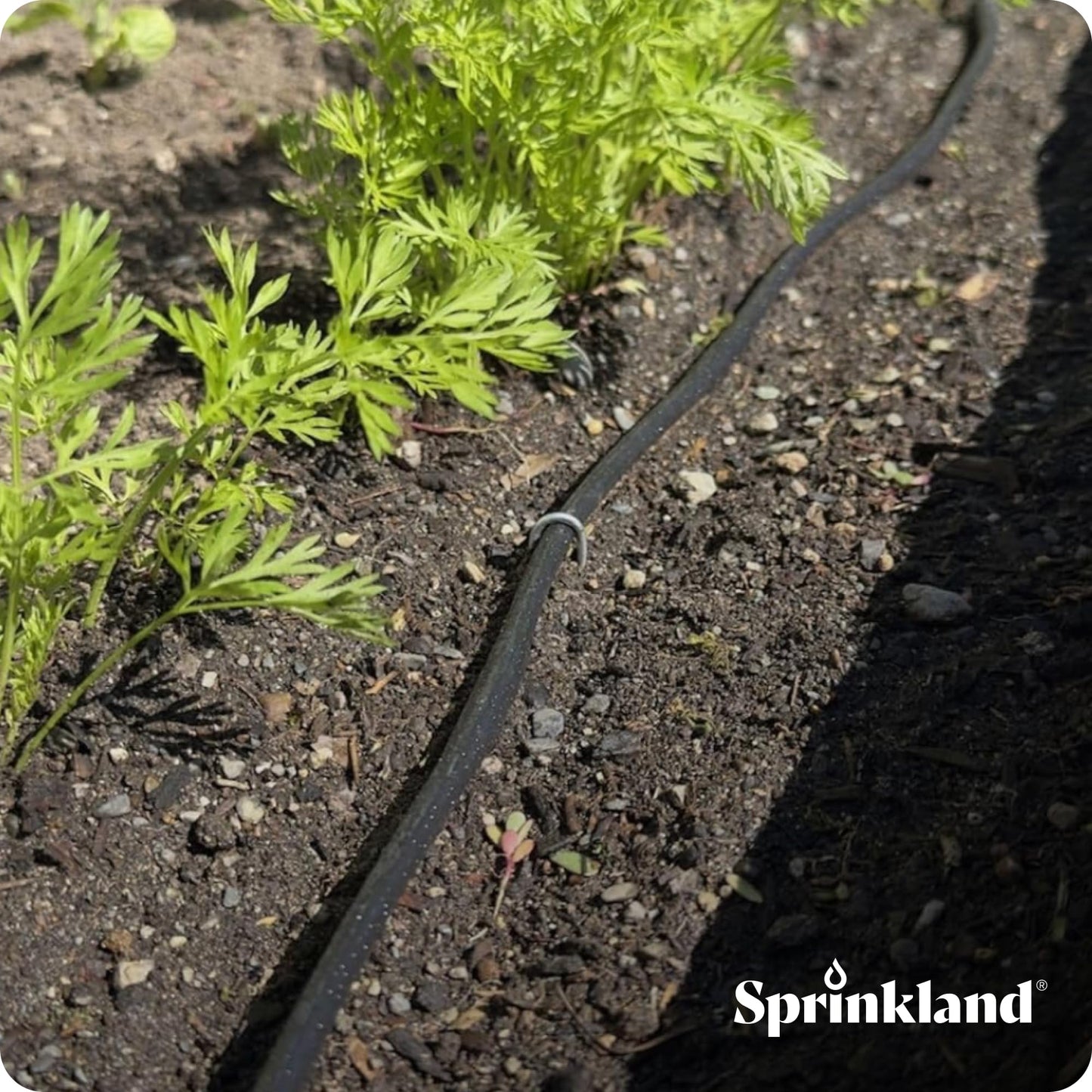 Sprinkland® 1/4" Dripline | Made in USA | 100' ft. Roll | 6" Emitter Spacing | Drip Irrigation Fittings Included