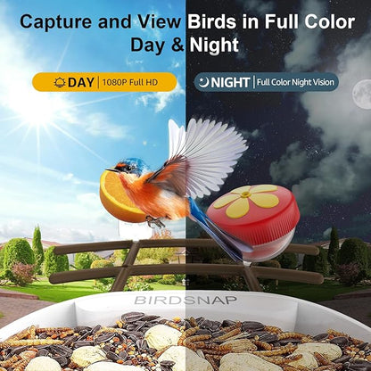 birdsnap® PAV-Bird Feeder with Camera,2K HD with 64GB Card, AI Identify Smart Bird House Cam Solar Panel,Live Stream,Motion Detection,Auto Record Video for Backyard Outdoors,Ideal Gift for Bird Lover