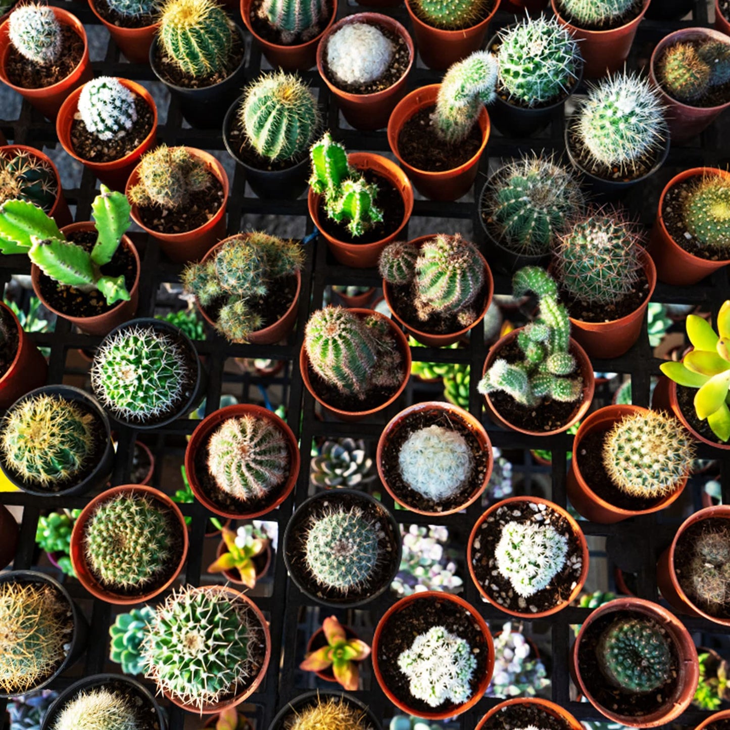 KINGLAKE GARDEN Small Terracotta Plastic Pots,50 Packs 2 Inch Small Plant Pots with Drainage Holes,Mini Nursery Plastic Plant Planters for Succulents,Indoor Outdoor Plant