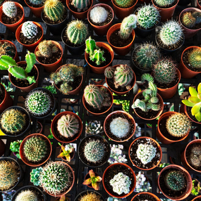 KINGLAKE 100 Pcs 2 Inch Plastic Plant Nursery Pots,Seed and Cutting Pots for Succulent Plants