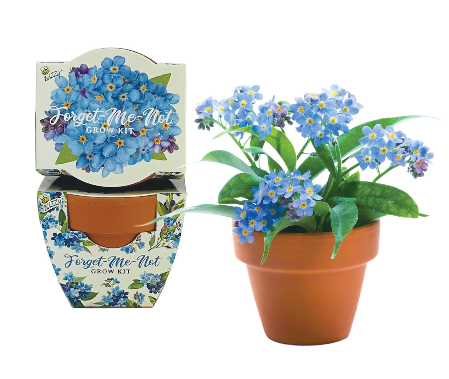 BUZZY Seeds Mini Terracotta Pots 12-Pack Daydream Forget-Me-Not Flowers, All-in-One Seed Starter Kits, Indoor Outdoor Gardening Gift, Wedding Favors, Seeds for Planting Flowers