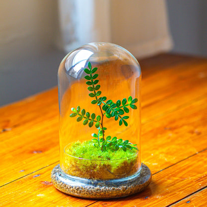 NCYP Glass Cloche Dome with Air Hole and Base, 5.9 x 5.9 x 8.2 Inches, Clear Terrarium Planter for Venus Flytrap, Small Plants, Home Indoor Tabletop Decoration (No Plants)