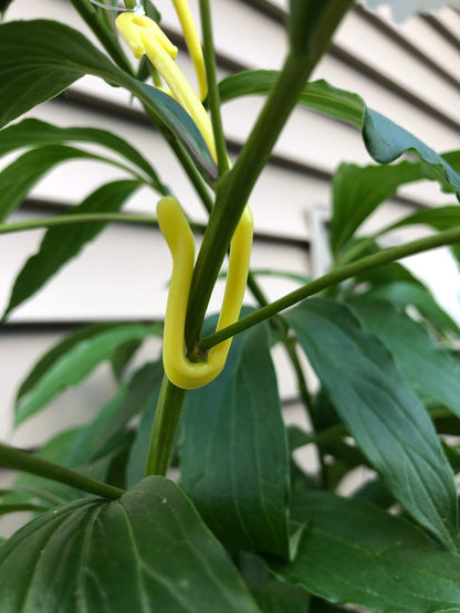 Plant Yoyo Hangers - 12 Pack - 2 Hooks - Plant Support for Stems & Branches with Heavy Buds, Colas, Flowers, Fruits & Vegetables - Great for Grow Tent, Grow Room, and Garden