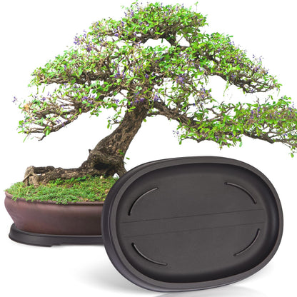 Pinkunn 2 Pack Bonsai Humidity Tray Drip Tray Plastic Plant Water Catcher Plant Saucers for Indoors and Outdoors Cactus, Succulents, Bonsai Tree, Stone Not Included (12.7 x 8.3 Inch)