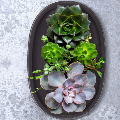 Pinkunn 2 Pack Bonsai Humidity Tray Drip Tray Plastic Plant Water Catcher Plant Saucers for Indoors and Outdoors Cactus, Succulents, Bonsai Tree, Stone Not Included (12.7 x 8.3 Inch)
