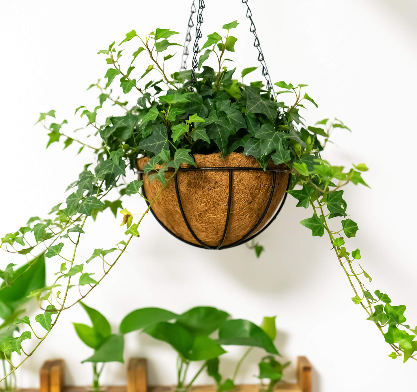 Kingbuy 8" Metal Hanging Plant Baskets with Coconut Liner (2 Pack) - Farmhouse Wire Planters Flower Pots for Plants Ferns Indoor Outdoor Balcony Patio Garden Decoration