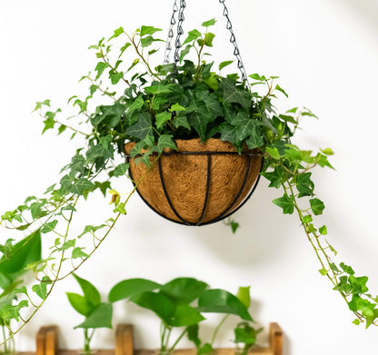 Kingbuy 8" Metal Hanging Plant Baskets with Coconut Liner (2 Pack) - Farmhouse Wire Planters Flower Pots for Plants Ferns Indoor Outdoor Balcony Patio Garden Decoration
