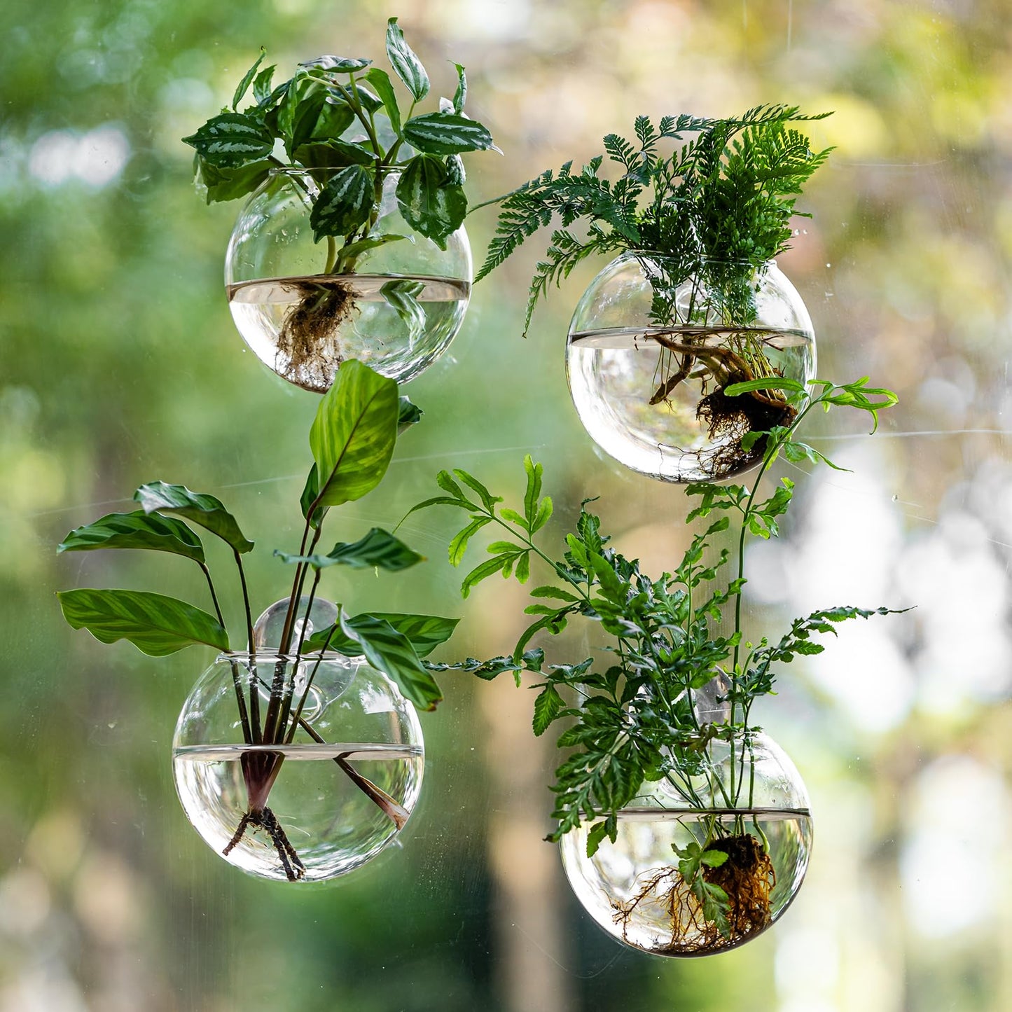 Window Propagation Stations, Oblate Glass Terrariums Planter with Suction Cup Hook, Wall Hanging Planters for Hydroponics Plants, Home, Office, Bathroom, Living Room Decor, Gift for Plant Lovers (2)