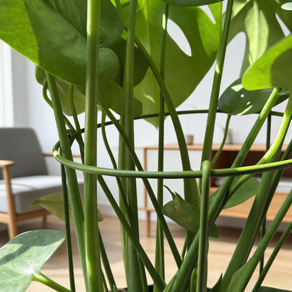 6-Pack Heavy Duty Plant Stakes and Supports for Indoor Outdoor Plants, Metal Support Stakes & Cage Rings, Ideal for Monstera, Peonies, Roses (8" W x 14" H)