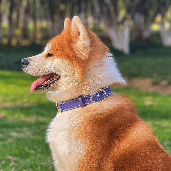 Genuine Leather Dog Collar, Heavy Duty Wide Dog Collar, for Small,Medium, Large and Extra Large Dog (XL: 1.4" Wide for 18.6"-25.8" Neck, Dual Stitch - Purple)