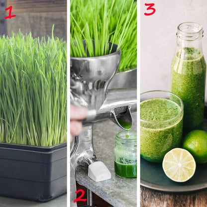10-Pack 1020 Garden Growing Trays with Drain Holes - 10" x 20" Plastic Plant Trays with Holes - Wheatgrass Sprouting Tray, Microgreens Seed Tray, Hydroponic Trays, Nursery Flats, & Greenhouse Supplies