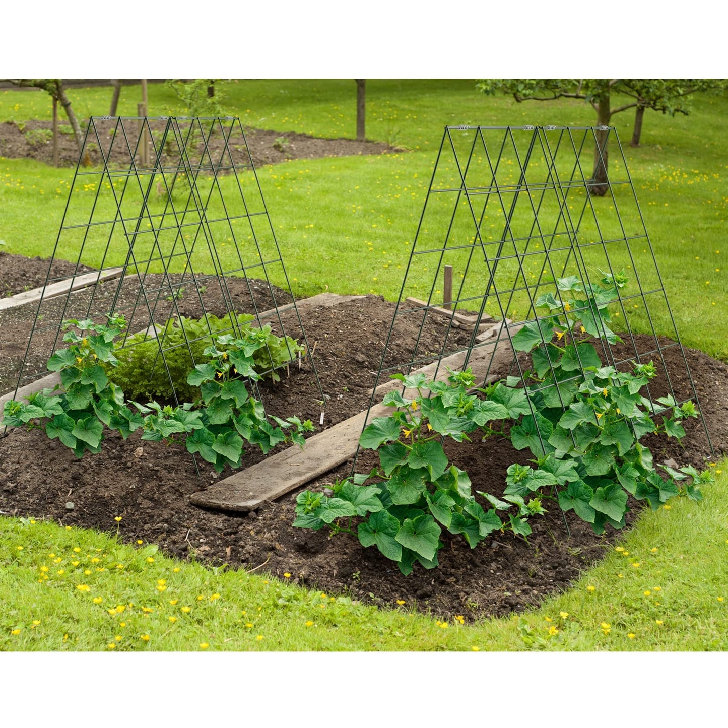 AGTEK 2 Packs 18" x 46" Foldable Cucumber Trellis with Zip Ties Plant Support A Frame Metal Trellis for Cucumber, Climbing Plants, Vegetable Flowers
