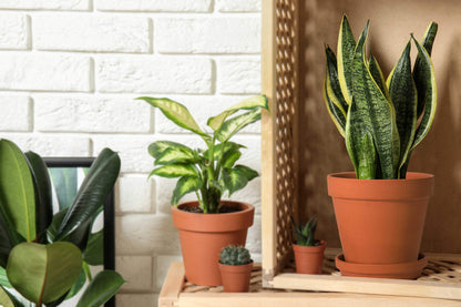 D'vine Dev Set of 4 Small Clay Planters, 3 Inch 4.5 Inch 5 Inch 6 Inch Terracotta Plant Pots with Drainage Hole and Saucers for Indoor Plants, 588-57-1