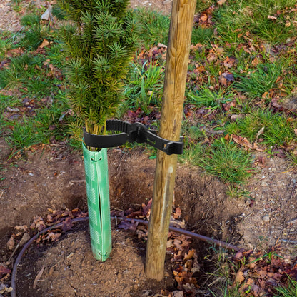 Coloch 10 Pieces Tree Stake Support Bands, Adjustable Tree Plant Ties Reusable Garden Trees Strap Durable Branch Rubber Ties Garden Stake Connectors for Cable Plant, Young Tree, 23.3 Inches