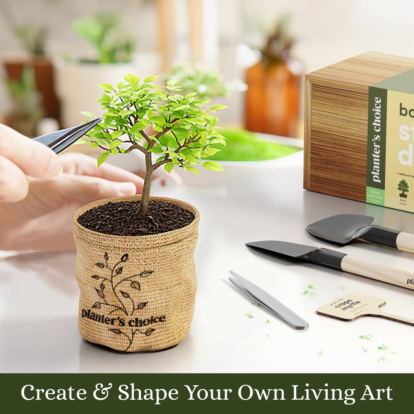 Planter's Choice Bonsai Tree Starter Kit - Birthday Gifts for Women, Men, Adults - Indoor Live House Plants - DIY Adults Craft Kits - Unique Hobby Gift Gardening Lovers - Gift Ideas Mom, Her, Friend