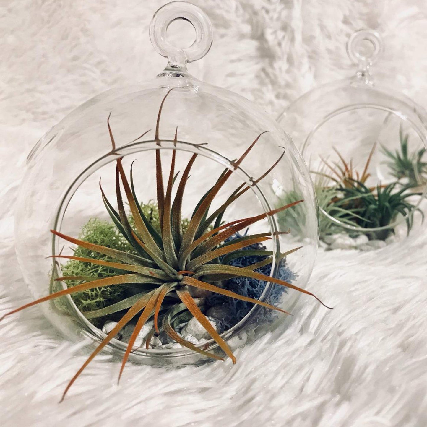 WGVI WGV Hanging Terrarium Globe, Width 7", Height 8", DIY Air Succulent Planter, Clear Glass Vase Orb with Flat Bottom, Candle Holder for Windowsill Outdoor Garden Decor, 1 Piece