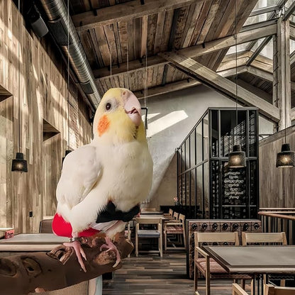 Bird Diapers with Bow Bird Harness Tuxedo Flight Suits with 80in Flying Leash Parrot Nappy with Waterproof Inner Layer Urine Wet Suite for Cockatiel Conure Parakeet Macaw Budgie-Red,L