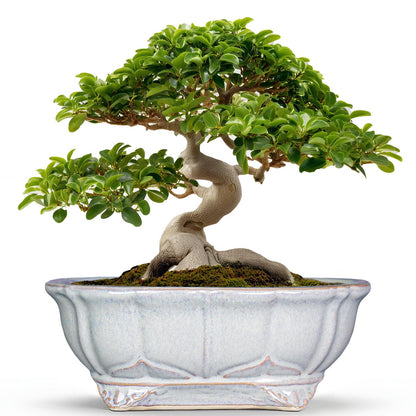 Teagas 13.2 Inch Succulent Pots - Ceramic Bonsai Tree Pots with Drainage Hole, Shallow Succulent Planters for Indoor Plants Outdoor, Decorative Flower Pot, Home Decor, Plant Lover Gifts, Oval Grey