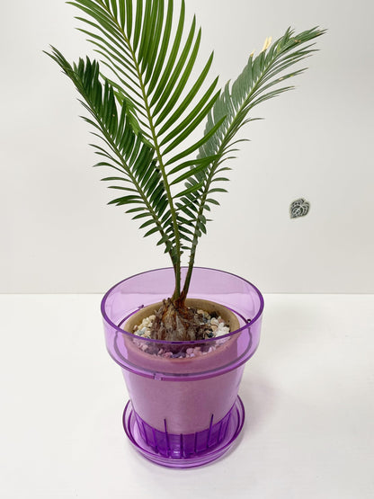 RISEON 3 Pack Clear Acrylic Plastic Orchid Pots with Holes and Saucers,Thick Acrylic Planter Pot, Orchid Dendrobium Oncidium Cattleya Repotting Pot Indoor Outdoor (Violet)