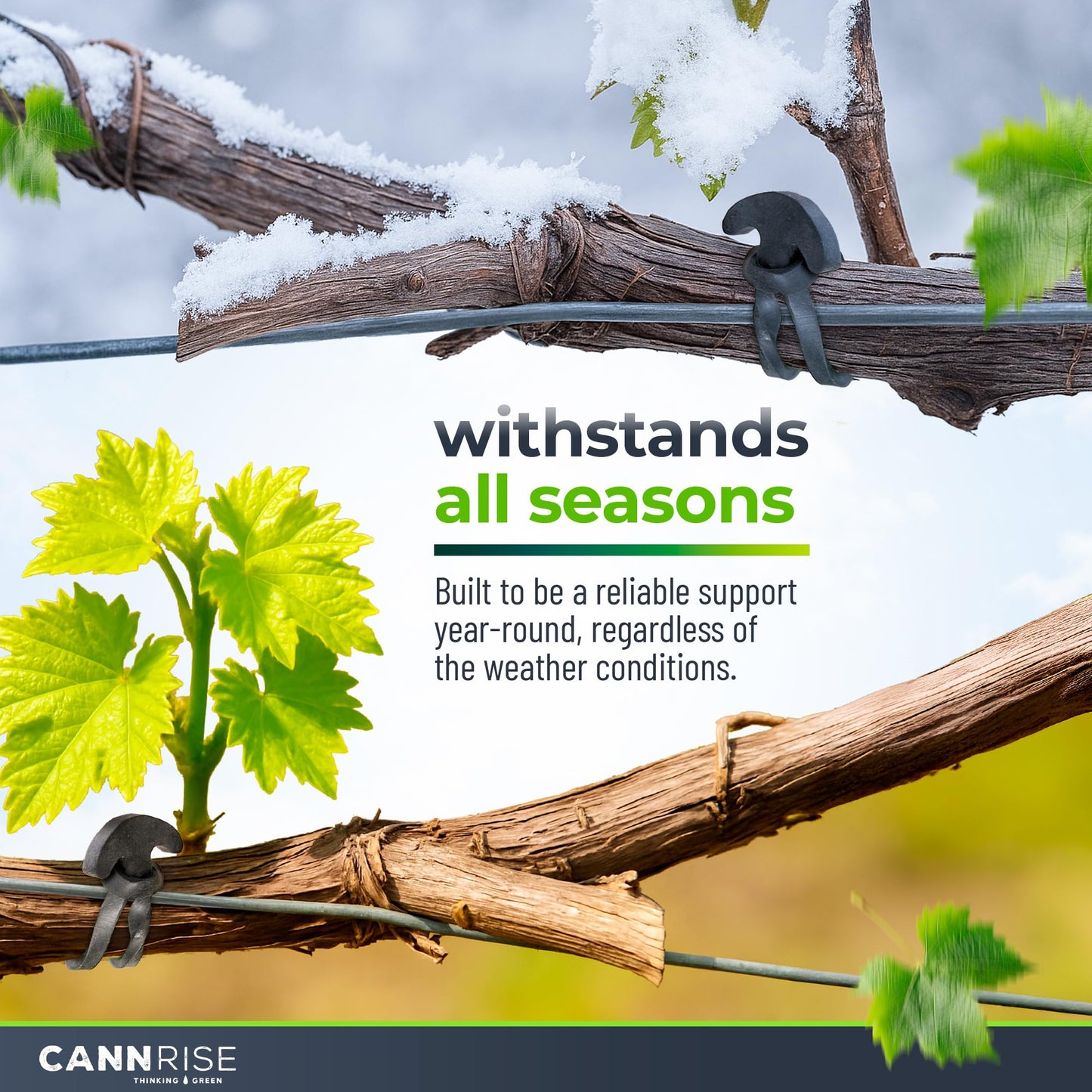 Anchor Bands for Trellising – 70-Pack 8 cm/3.14 in Rubber Vine Ties, UV-Protected Bands: Grapevines, Trees & Climbing Plants – Tool-Free Loop-and-Anchor Design for Install, Weatherproof