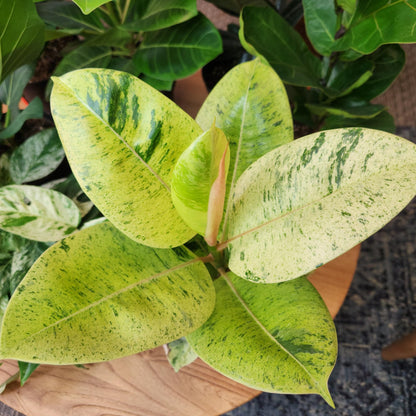 Ficus Shivereana 'Moonshine', Rare Rubber Trees, Unique Live Houseplant Decor in 6" White Pot, Easy Gift, Variegated Live Ficus Houseplants, Office & Decorative Plants by Plants for Pets