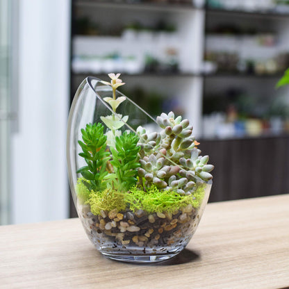 KNIKGLASS Clear Slant Cut Bubble Bowl, Fish Bowl & Plant Terrarium, Candy Jar Slant Cut Globe Vase Center Piece, Round Flower Vase, (6.9“ Tall .5.5“ Wide) …