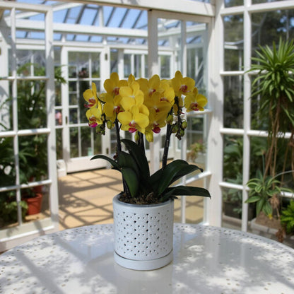 DESQUIGGLE White Ceramic Orchid Planter, 6 Inches Wide, Large Orchid Pots with Holes for Indoors Or Outdoors with Swirl Cut Out Pattern, Orchid Gifts