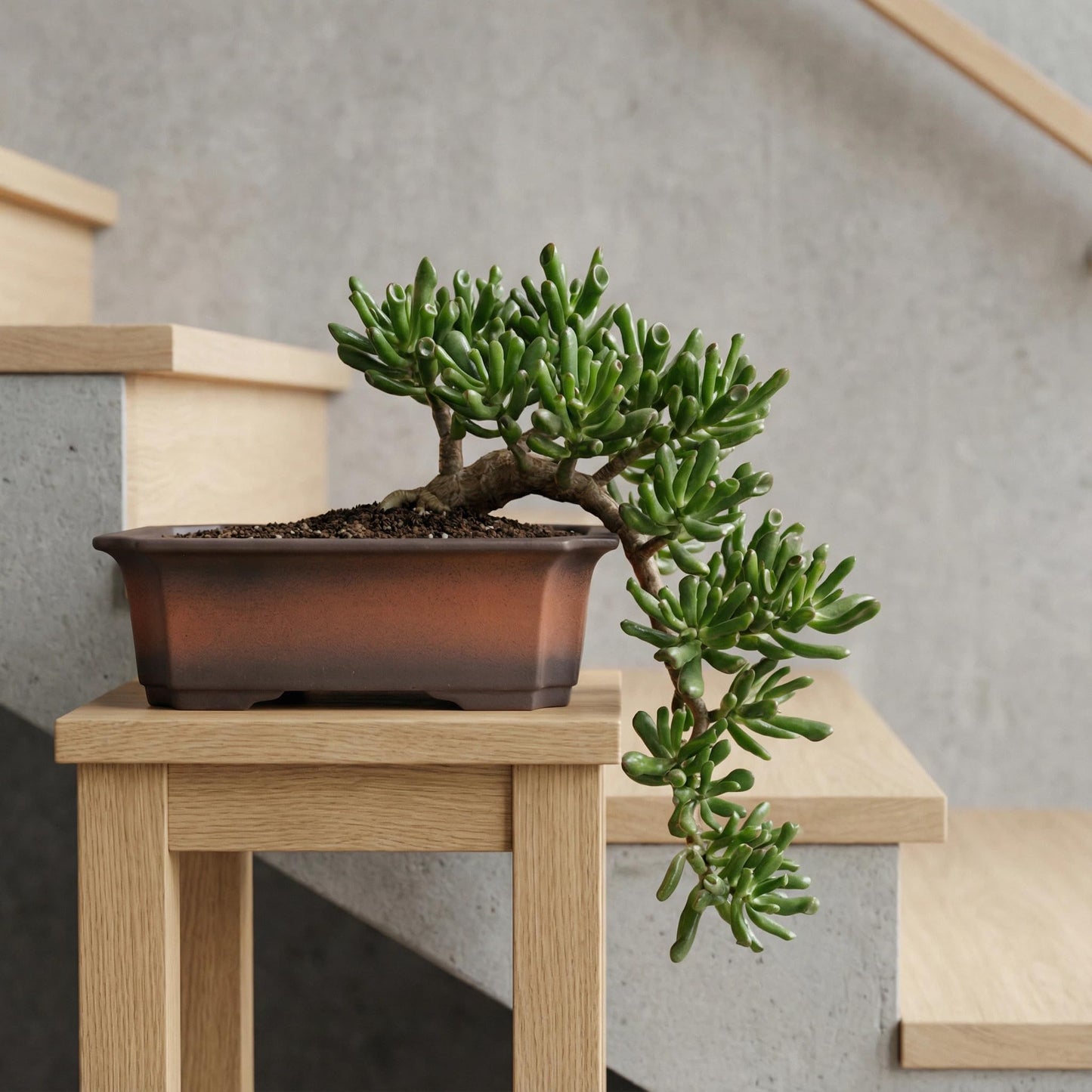 KyoYi Bonsai Pots with Drainage Tray - Set of 3-10/8/6 Inch Ceramic Rectangle Planters with Classic Retro Design - Indoor-Outdoor Plant Pots for Home & Office Table Top Decor, Gifts, Brown
