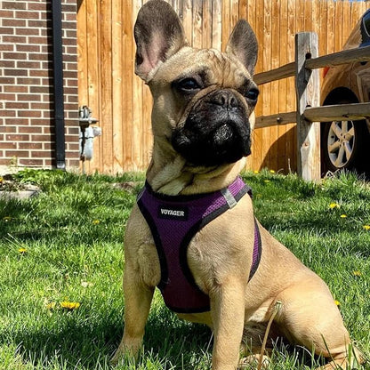 Best Pet Supplies Voyager Step-in Air All Weather Mesh Harness and Reflective Dog 5 ft Leash Combo with Neoprene Handle, for Small, Medium and Large Breed Puppies - Purple/Black Trim, X-Large