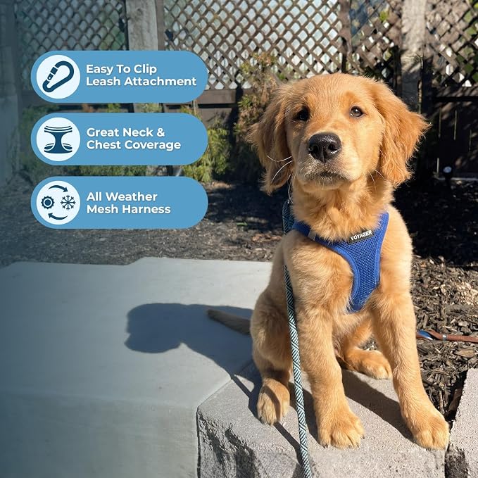 Best Pet Supplies Voyager Step-in Air All Weather Mesh Harness and Reflective Dog 5ft Leash Combo with Neoprene Handle, for Small, Medium and Large Breed Puppies - Royal Blue, Small