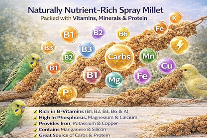 Farm to Feathers™ Bird Millet & Cuttlebone Bundle – USA Grown Millet Sprays for Parakeets, Budgies, Cockatiels, Finches & Canaries – 1 lb Tips and Tails Millet + 4” Cuttlebone (4 Pack)