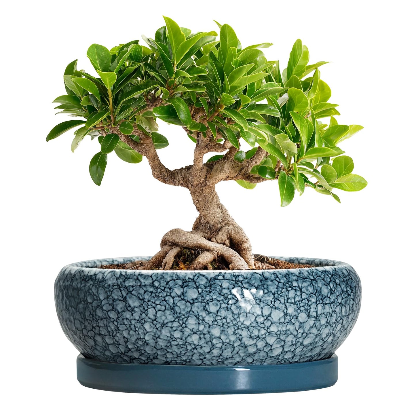 EPFamily Ceramic Bonsai Pots - 8 Inch Succulent Planters Indoor Outdoor, Bonsai Planters with Drainage Hole and Saucer, Shallow Planter, Round Planter Bowl, Home Decor, Gifts for Plant Lovers, Blue