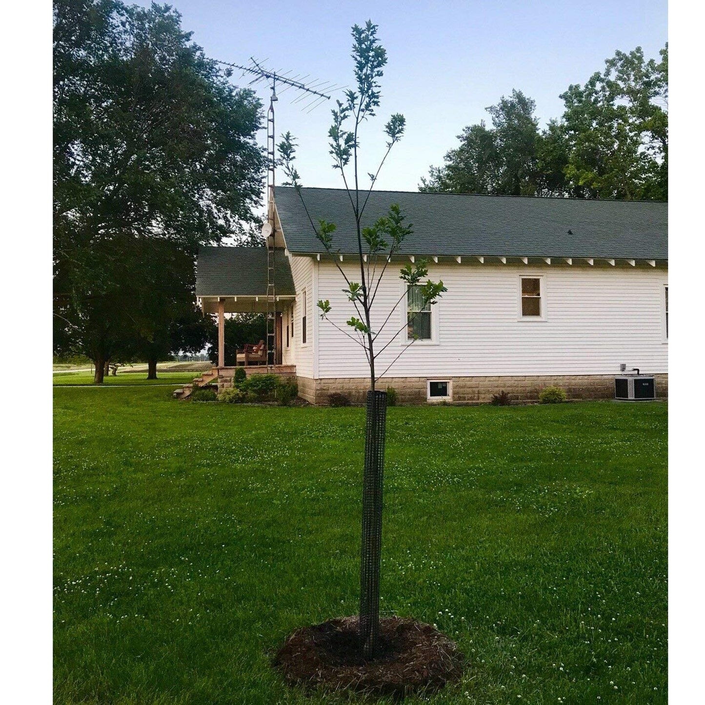 Voglund Nursery Mesh Tree Bark Protector Guard 24 Inches Tall (5 Pack) Heavy Duty Plastic with Zip Ties