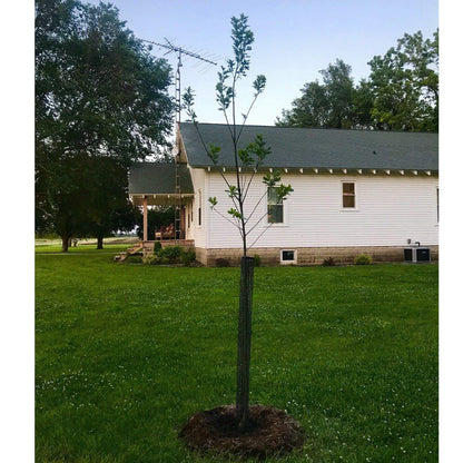 Voglund Nursery Mesh Tree Bark Protector Guard 24 Inches Tall (5 Pack) Heavy Duty Plastic with Zip Ties
