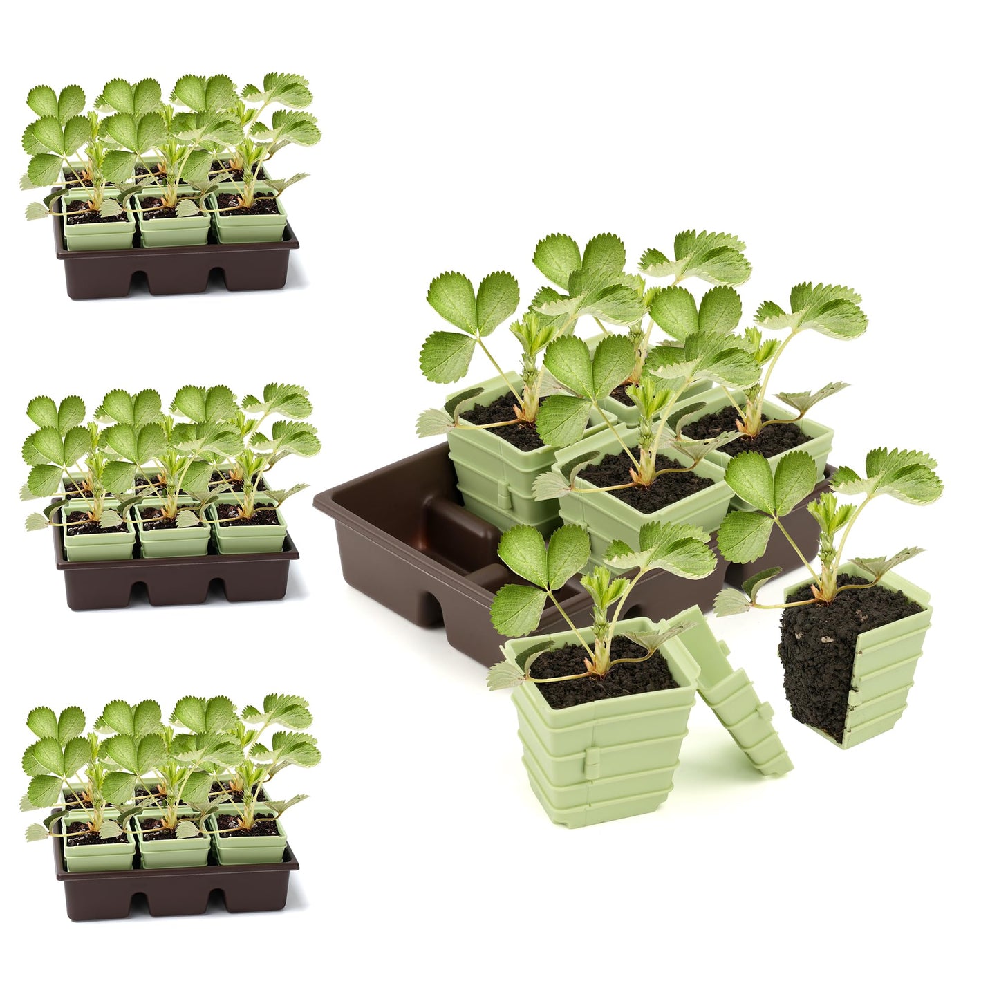 GREENBAZZAR Side-Open Seed Starter Tray 4-Pack, 24 Cells Modular Design with Detachable Plant Cells, Extra-Large 2.36"x2.28" Cells, Reusable Seed Germination Kit for Indoor & Outdoor Gardening