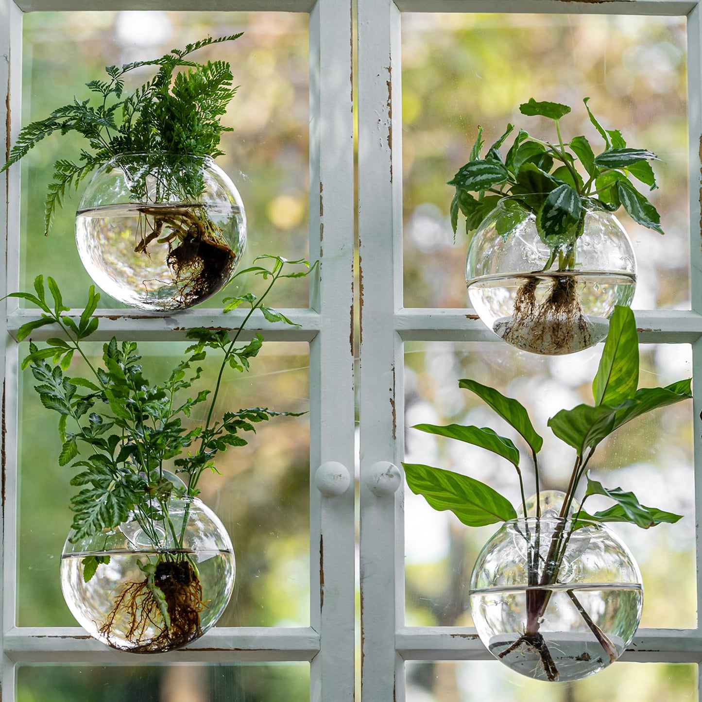 Window Propagation Stations, Oblate Glass Terrariums Planter with Suction Cup Hook, Wall Hanging Planters for Hydroponics Plants, Home, Office, Bathroom, Living Room Decor, Gift for Plant Lovers (4)