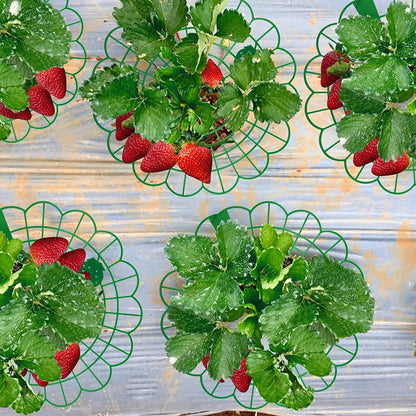 Fulanfudi 10 Pcs Strawberry Plant Support Stand Strawberry Growing Racks with 3 Sturdy Legs Strawberry Growing Frame Keeping Fruit Elevated to Avoid Ground Rot