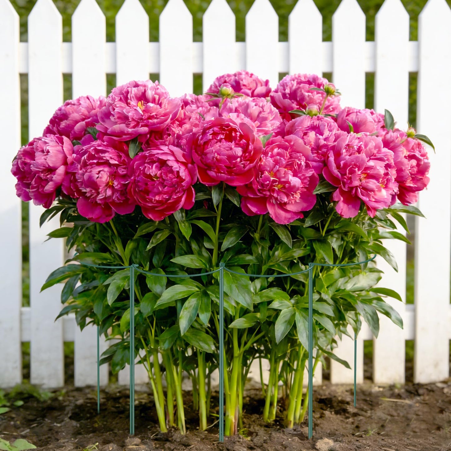Unves 10 Pack Plant Support Stakes, 10" W x 16" H Half Round Peony Cages and Supports, Metal Peony Cage Plant Ring for Outdoor Plants Tomato Flower Vine, with Garden Labels, Clips and Ties