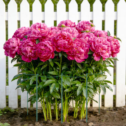 Unves 10 Pack Plant Support Stakes, 10" W x 16" H Half Round Peony Cages and Supports, Metal Peony Cage Plant Ring for Outdoor Plants Tomato Flower Vine, with Garden Labels, Clips and Ties